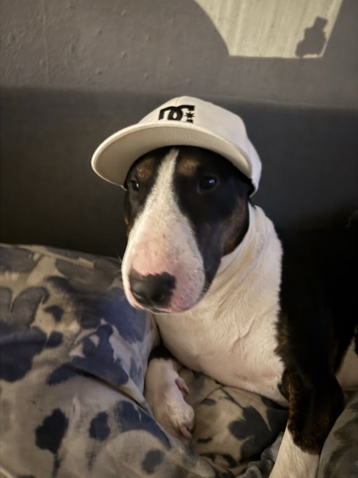 A black and white bull terrier dog wearing a white hat rests on a cow-print blanket.