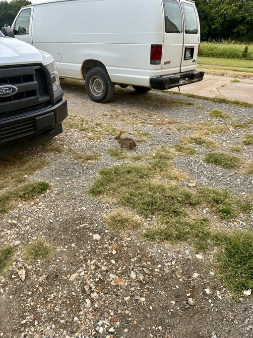 A small brown rabbit sits on a gravel and grass area in a parking lot next to a white van and a Ford truck.