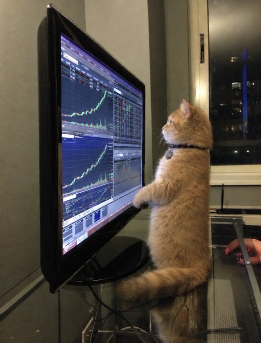 An orange tabby cat standing on its hind legs, intently studying stock or cryptocurrency charts on a large computer monitor.