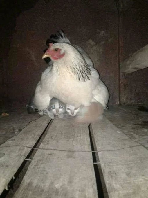 A white hen sits protectively on a wooden floor with two small kittens, one gray and one white, nestled underneath her feathers in what appears to be a barn setting.