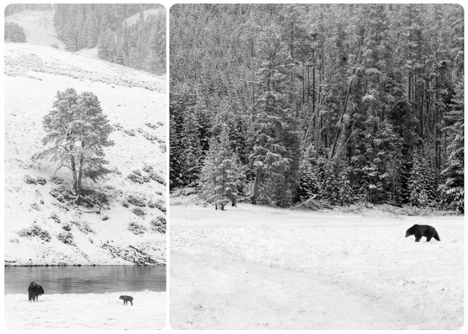 The image features a black and white photo of two different scenes set against snowy mountainside scenery. In one scene, there's a bear walking across a snow-covered field near a river, while in the other scene, a tree stands tall on top of a mountain with snow covering its branches. The post also includes text that reads "Just moved my two SuperRare listings to USDC. Now, collectors can use crypto, credit/debit cards, and Apple/Google Pay."