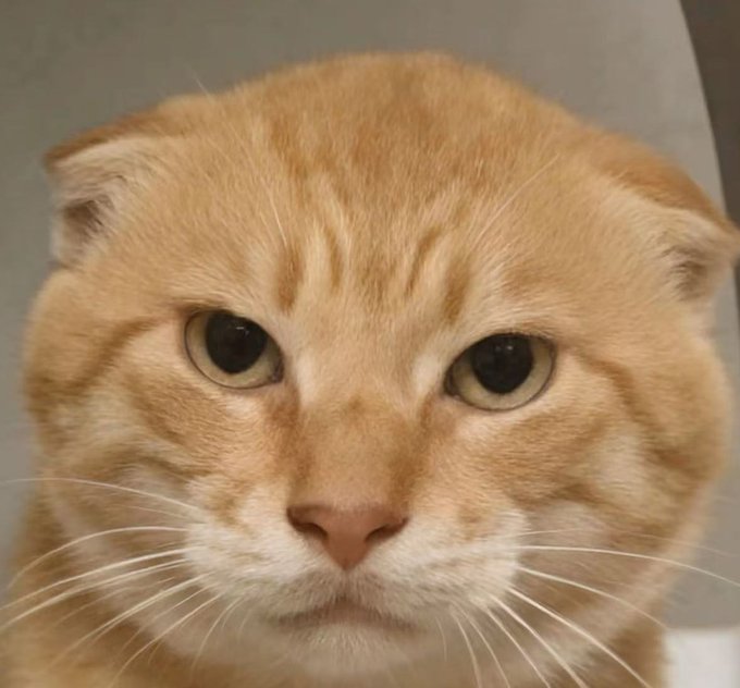 A close-up photograph captures a Scottish Fold cat with orange and white fur, folded ears, and large dark eyes staring directly at the camera.