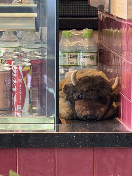A taxidermy bison head humorously placed on a counter between displays of bottled water and other beverages, creating a bizarre and unexpected sight in a store.
