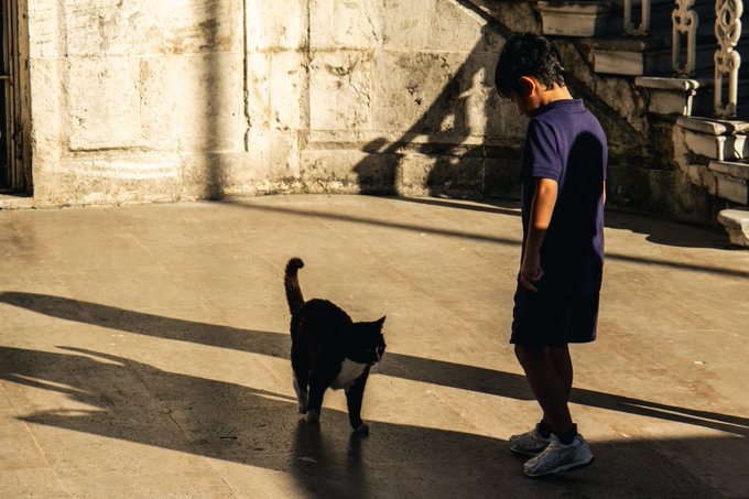 A boy in a blue outfit stands on a sunlit pavement looking down at a black and white cat, with long shadows stretching across the ground.