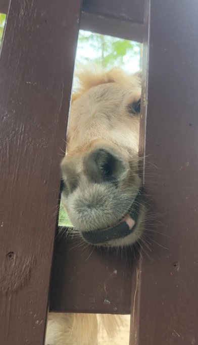 A golden retriever peeks its nose through a narrow gap in a brown wooden fence, smiling with its mouth open and tongue visible.