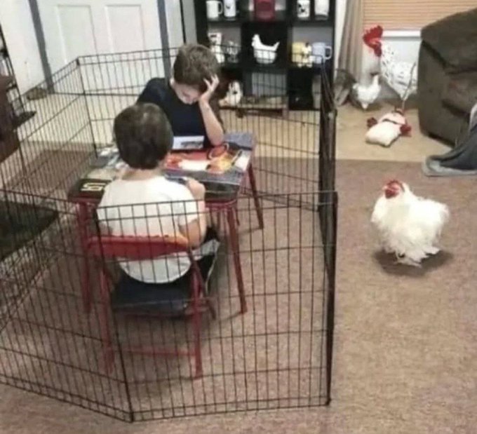 A photo of two children playing a board game inside a black metal pet playpen while two white chickens roam freely around them in a living room.