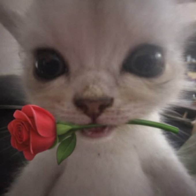 A close-up photograph shows a small kitten holding a red rose in its mouth.