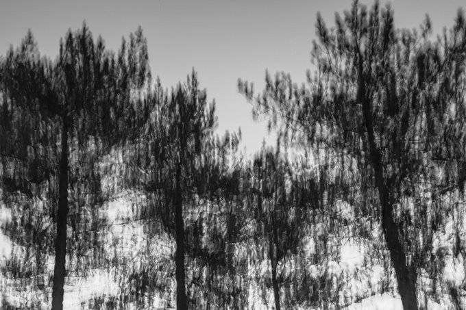 A black and white photograph of silhouettes of pine trees against a light sky, with the image appearing blurred or double-exposed.