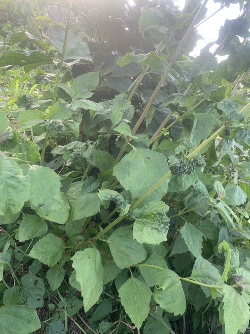 A close-up photograph of green leafy plants growing outdoors, with sunlight filtering through the foliage.