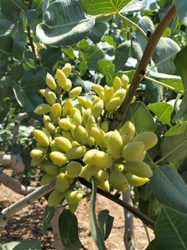 A cluster of unripe green pistachio fruits hangs from a branch surrounded by lush foliage, illustrating the post's playful message that "flowers that turn into money" refers to profitable nut harvests.
