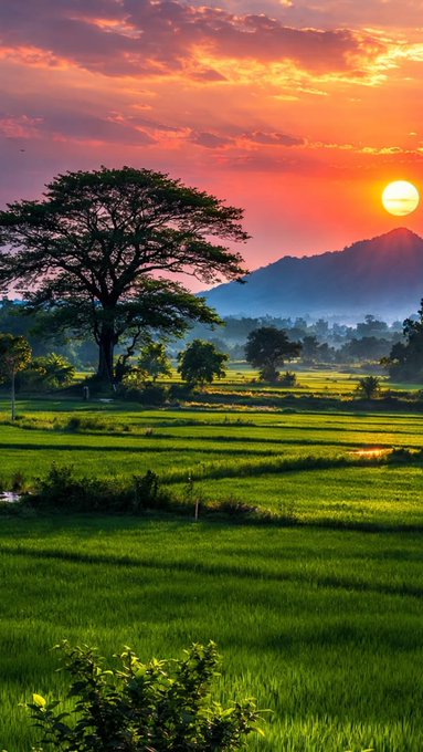 A lone tree stands watch over vibrant green rice fields as a golden sunset paints the sky, symbolizing the calm before the dawn of "CONSO BOTS"—a new era of reputation-backed collectibles launching in just 3 days, 22 hours on the CONSO ecosystem.
