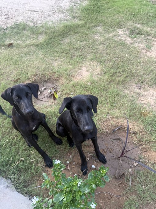Two black dogs sitting attentively side-by-side on a patch of dirt and sparse grass, looking directly at the camera.