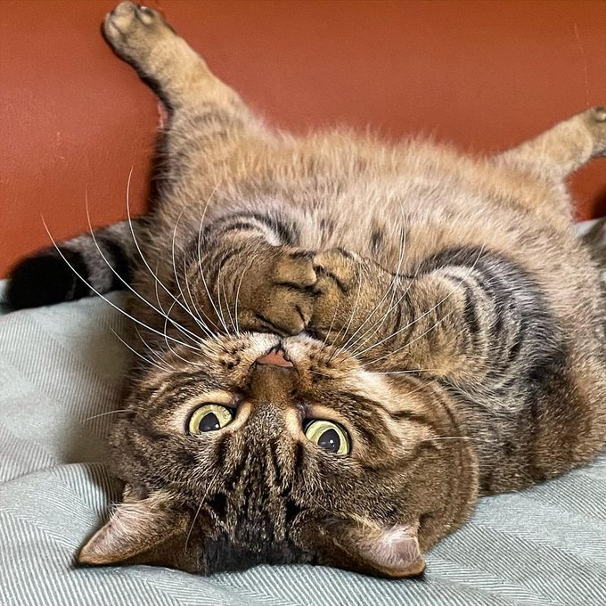 Tabby cat lying upside down on a light blue cushion, looking directly at the camera with wide eyes.
