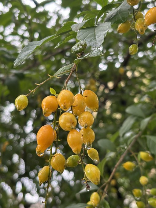 A close-up photograph of yellow, teardrop-shaped fruits hanging from a leafy branch in a natural setting.