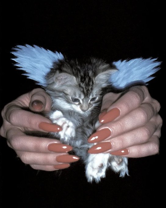 Two hands with glossy peach-colored long nails gently cradle a small tabby kitten adorned with fluffy blue feather-like ear pieces against a black background.