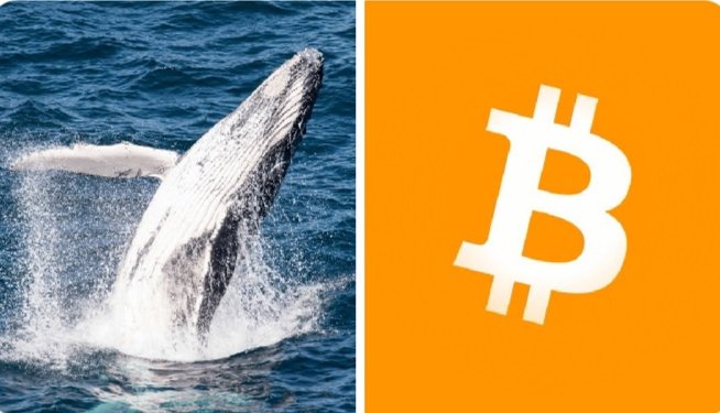 A breaching whale—a symbol of large-scale market activity—splashes out of the ocean alongside the Bitcoin ₿ logo on an orange background, visually representing the awakening of a dormant 2011 Bitcoin wallet whose nearly 50 BTC have grown from ~$500 to roughly $3.2 million.