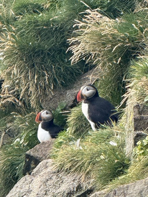 Two Atlantic puffins stand among tall green grass on a rocky coastal cliff.