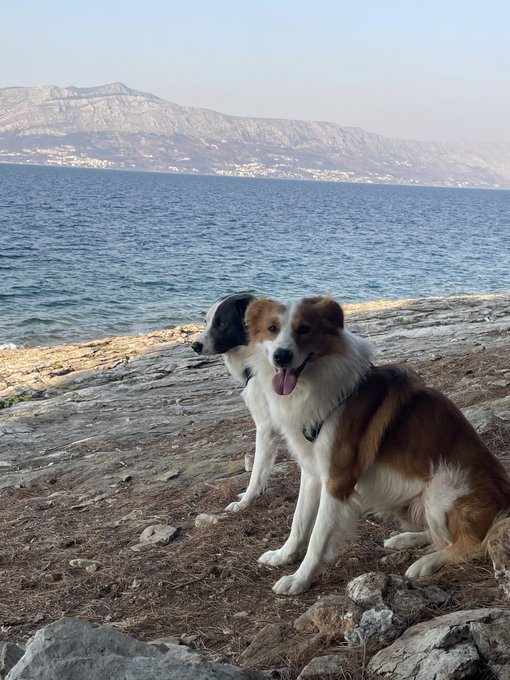 A photograph of two dogs sitting on a rocky shore by the sea, with mountains visible across the water in the background.
