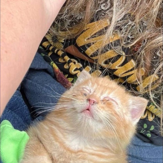 The image features a small orange kitten with its eyes closed, resting comfortably on someone's arm. A person wearing blue jeans can be seen holding the kitten close to their face, creating an endearing scene. The background of the photo includes a black shirt with yellow text and a green towel.