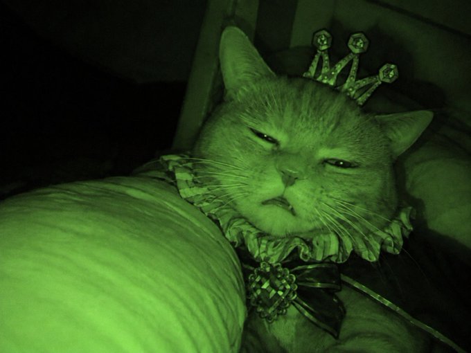A cat wearing a small jeweled crown and a ruffled Elizabethan-style collar, photographed with a green night-vision effect.