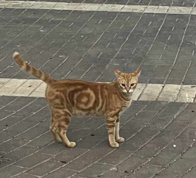 An orange tabby cat stands on a brick pavement with a swirling, target-like pattern on its side that resembles a ◎ (bullseye) symbol, matching the post's reference to the "◎ cat." The cat looks directly at the camera with its tail raised, appearing curious and unbothered.