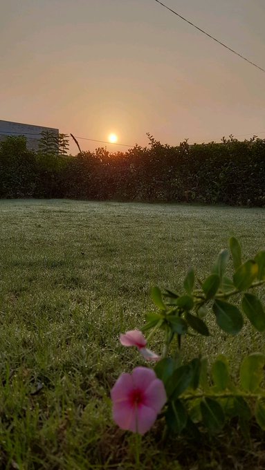 A landscape photo of a pink flower in the foreground with a grassy field, silhouetted hedges, and a hazy sunrise in the background.