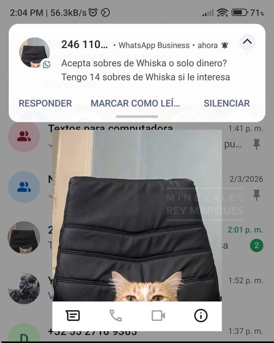 A mobile phone screenshot showing a WhatsApp Business notification in Spanish about Whiska envelopes, layered over a chat featuring an orange cat's face peeking out from behind a black office chair.