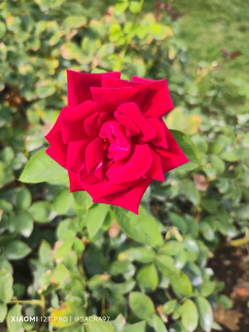 A close-up photograph of a vibrant red rose in full bloom surrounded by green foliage, taken with a "XIAOMI 12T PRO | @SACRA97" as shown in the watermark.