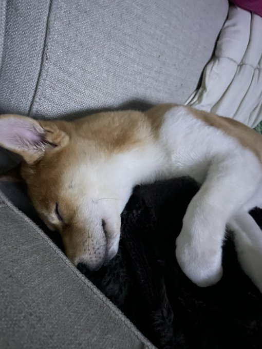 A small tan and white puppy sleeping peacefully on a gray couch next to a black furry item.