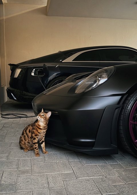 A spotted cat sits on a tiled garage floor looking up at a matte black Porsche sports car.