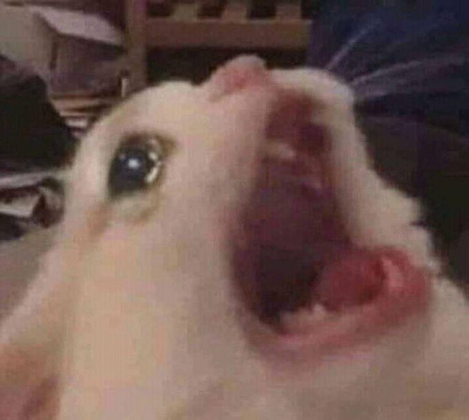 A close-up of a white dog with a wide-open mouth showing its teeth, appearing mid-bark or howl. The image relates to the post by referencing "CASHDOG" and "VladDog" in the list of trading slang, depicting the "cash dog" mascot associated with the meme.