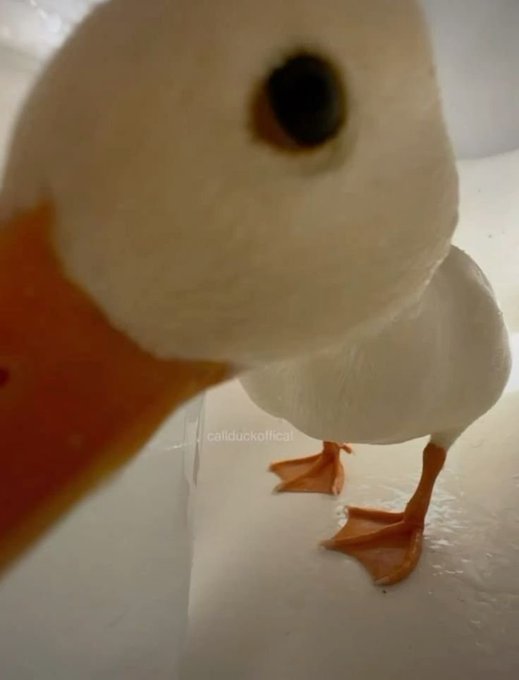 A close-up of a duckling with its orange bill very near the camera and another duckling standing behind it, with the watermark "callduckoficial" visible. The extreme close-up of the duckling's bill resembles a giant orange "pump" nozzle, humorously matching the caption's reference to a "massive pump."