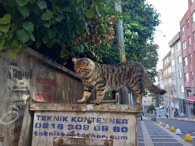 A tabby cat walking along a stone wall in an urban street setting, with a sign below reading 'TEKNIK KONTEYNER 0216 309 08 80 teknikkonteyner.com'.