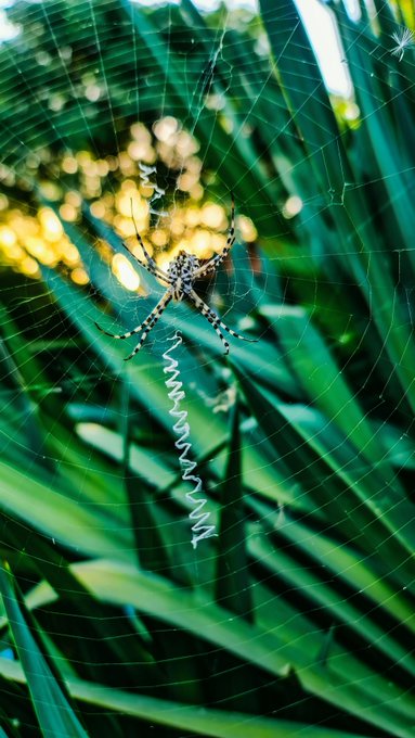 A spider rests in the center of its intricate web, surrounded by lush green leaves with golden bokeh light filtering through the foliage.

The image's serene natural scene with delicate spider web threading through vibrant greenery complements the post's theme of "Silent Architecture," likely referencing the artist's gratitude for collecting that piece, with the 40% share directed to @MagicForestLand and #xtz (Tezos blockchain).