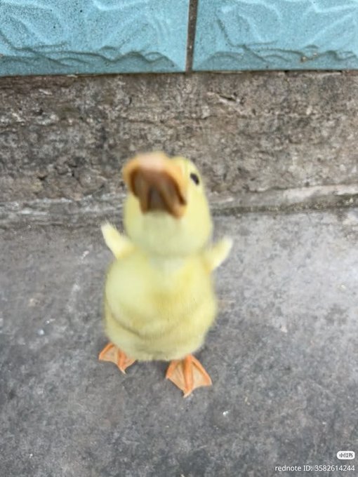 A fluffy yellow duckling stands on concrete with its beak wide open, appearing to chirp or call out.