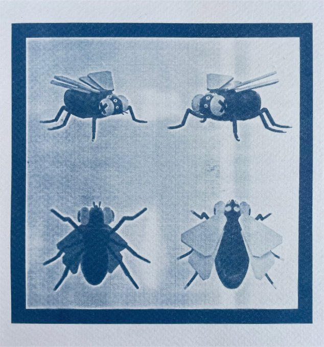 Cyanotype-style blue-toned illustration displaying four insects arranged in a 2x2 grid: two winged insects on top and two wingless insects on the bottom, all framed by a blue border.