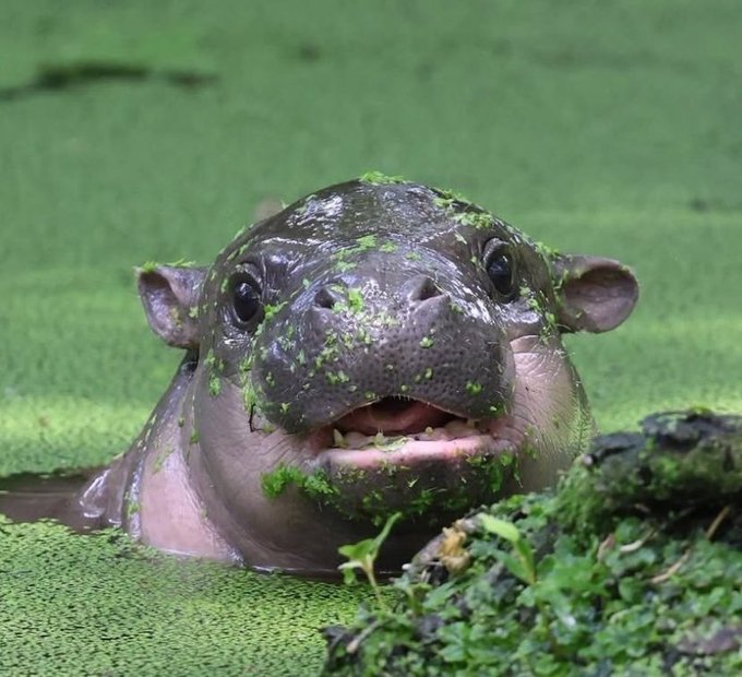 A close-up of a pygmy hippopotamus emerging from water covered in green duckweed, displaying a slight smile.