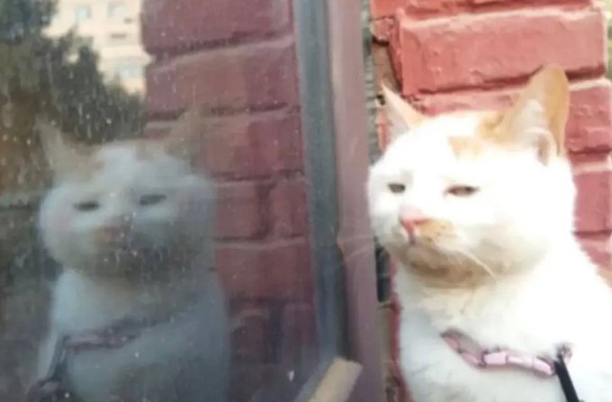 A white cat with a smug, content expression sits beside a brick wall, gazing at its own reflection in a window—appearing to compare favorably with the "Europeans reading this" referenced in the post, as if confident it already meets their high aesthetic standards.