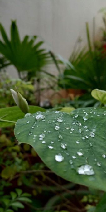 The image features a close-up view of a green leaf with water droplets on its surface, likely from dew or morning rain. The background appears to be a garden setting with various plants and trees, creating an overall natural atmosphere. The caption "Good morning CT. Morning raining outside at summer feels cozy @NomismaNetwork @wallchain" suggests that the image is related to a post about the weather conditions in the area on social media or a similar platform.