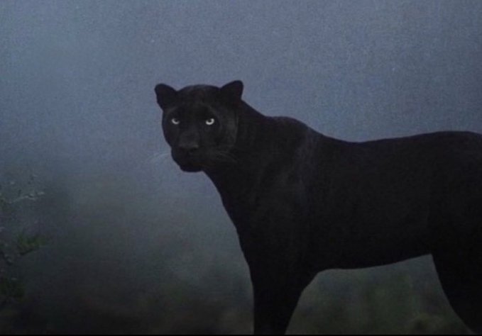 A black panther with glowing eyes stands in a misty, foggy forest environment, looking back over its shoulder at the camera.