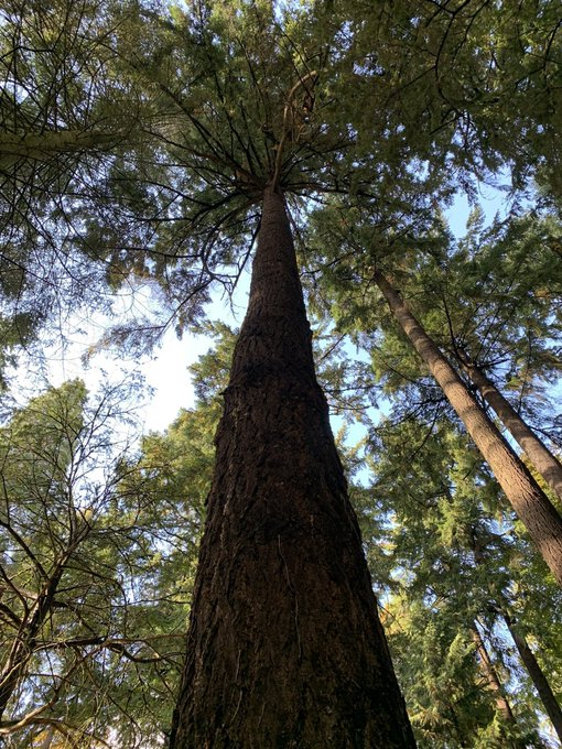 A low-angle photograph looking up the trunk of a tall coniferous tree toward the sky, with surrounding evergreen foliage in a forest setting.