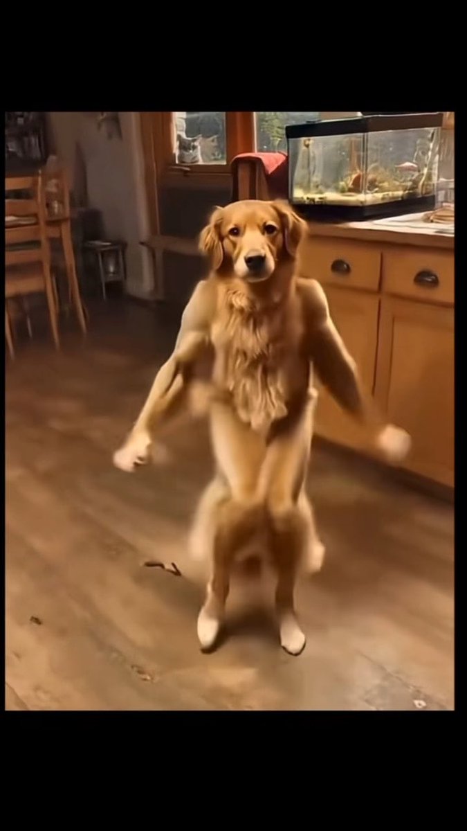A golden retriever stands on its hind legs in a kitchen, with a cat watching from a windowsill in the background.