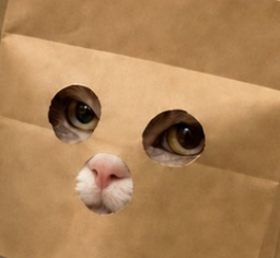 A playful photo of a cat peeking through two circular holes cut into brown paper, revealing only its eyes and pink nose.