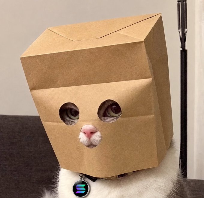 A white cat peers through eye and mouth holes cut into a brown paper bag shaped like a blocky head, wearing a collar tag featuring a rainbow-striped logo, humorously evoking a "bag holder" archetype who still believes in Solana's upside despite being "in the bag."