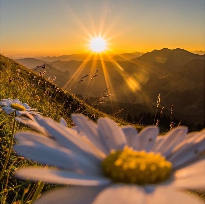 A scenic landscape photograph capturing a bright sunburst over silhouetted mountains at sunrise or sunset, with a large white daisy in the foreground and grass on a hillside.
