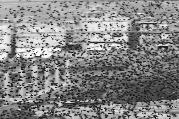 A black and white close-up of a massive flock of birds flying in front of city buildings.