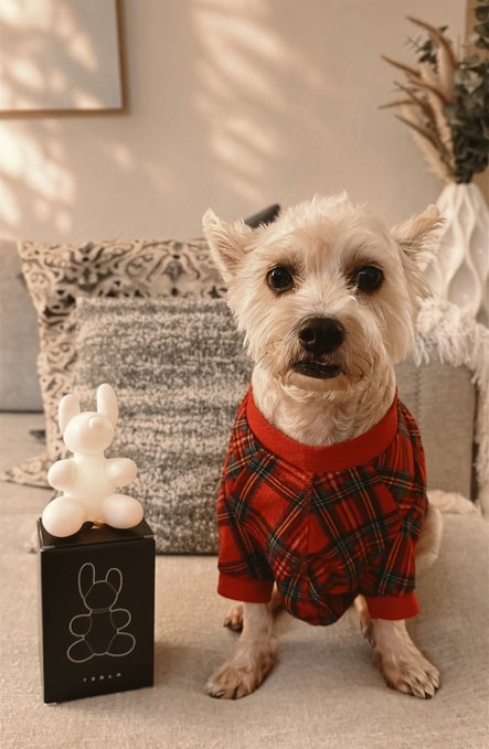 A small white terrier dog wearing a red plaid sweater sits on a couch next to a white balloon-dog-shaped figure displayed on a black box.