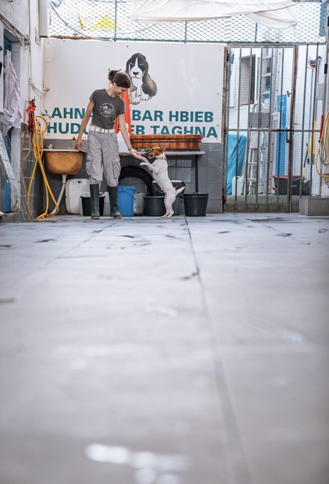 A person in a black t-shirt, gray pants, and rubber boots stands in a tiled kennel area interacting with a small white and brown dog. The wall behind them displays a dog graphic with the text 'LAHN BAR HBIEB / HUDER TAGHNA'.