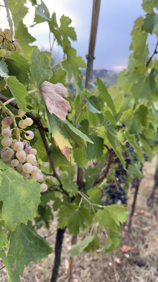 A cluster of pale, ripening white grapes hangs among green and browning leaves on a vine, with darker grapes visible in the background of a sunlit vineyard. The image evokes a natural, organic process of growth and harvest, contrasting with the post's reference to trading signals and automated bot profits—suggesting a parallel between cultivating patience in a vineyard and nurturing consistent gains in markets.