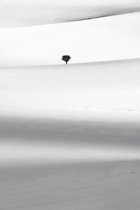 A minimalist black and white photograph showing a single tree on a vast snowy slope.